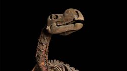 Muttaburrasauras skeleton. | Newsreel