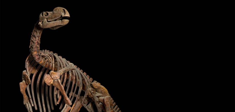 Muttaburrasauras skeleton. | Newsreel
