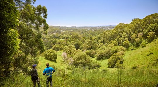 Two people looking over bushland Gold Coast. |Newsreel