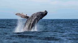 Humpback whale breaching. | Newsreel