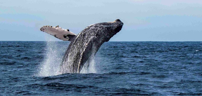 Humpback whale breaching. | Newsreel