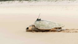 Loggerhead turtle with tracker. | Newseel