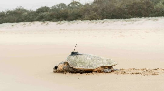 Loggerhead turtle with tracker. | Newseel