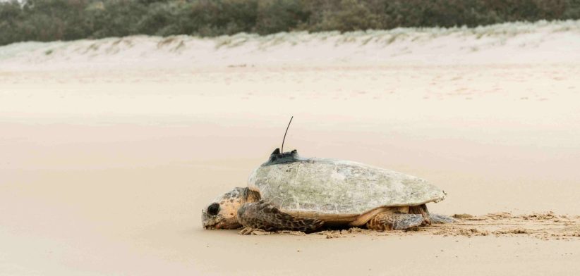 Loggerhead turtle with tracker. | Newseel