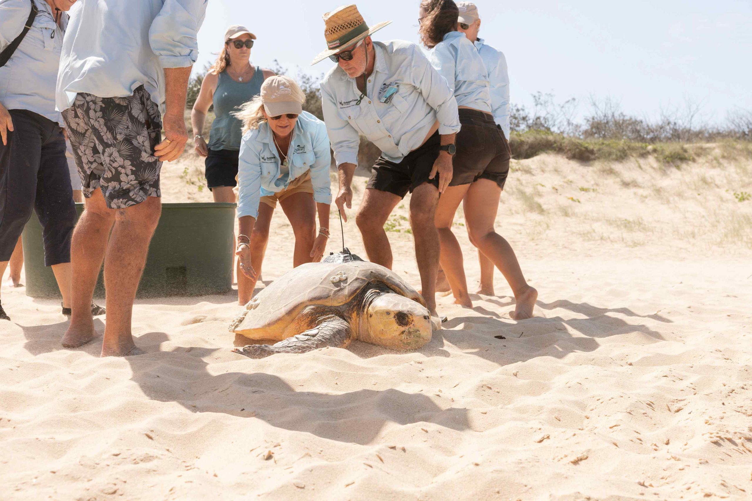 Crowd on beach with loggerhead turtle