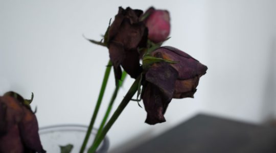 Wilted flowers. | Newsreel