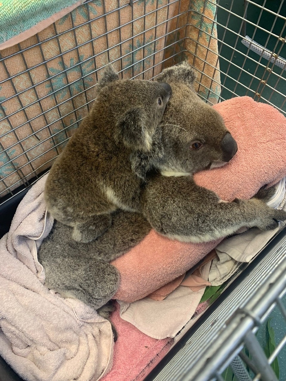 Mother koala with baby | Newsreel