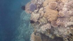 Coral bleaching on Great Barrier Reef. | Newsreel