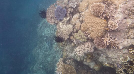 Coral bleaching on Great Barrier Reef. | Newsreel