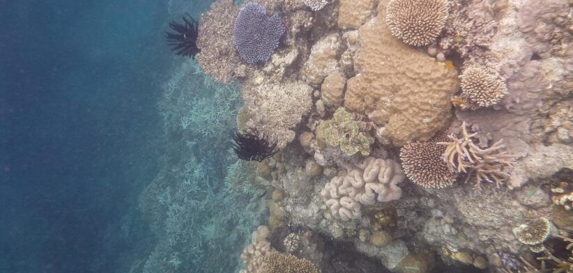 Coral bleaching on Great Barrier Reef. | Newsreel