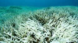 Coral bleaching on Great Barrier Reef. | Newsreel