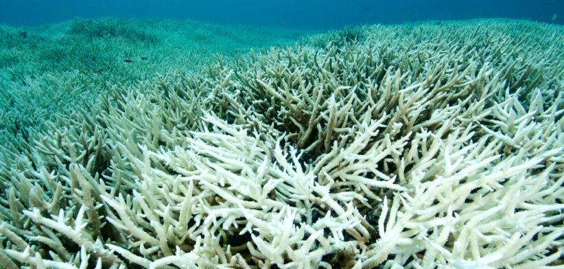 Coral bleaching on Great Barrier Reef. | Newsreel