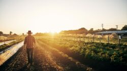 Farmer in field | Newsreel
