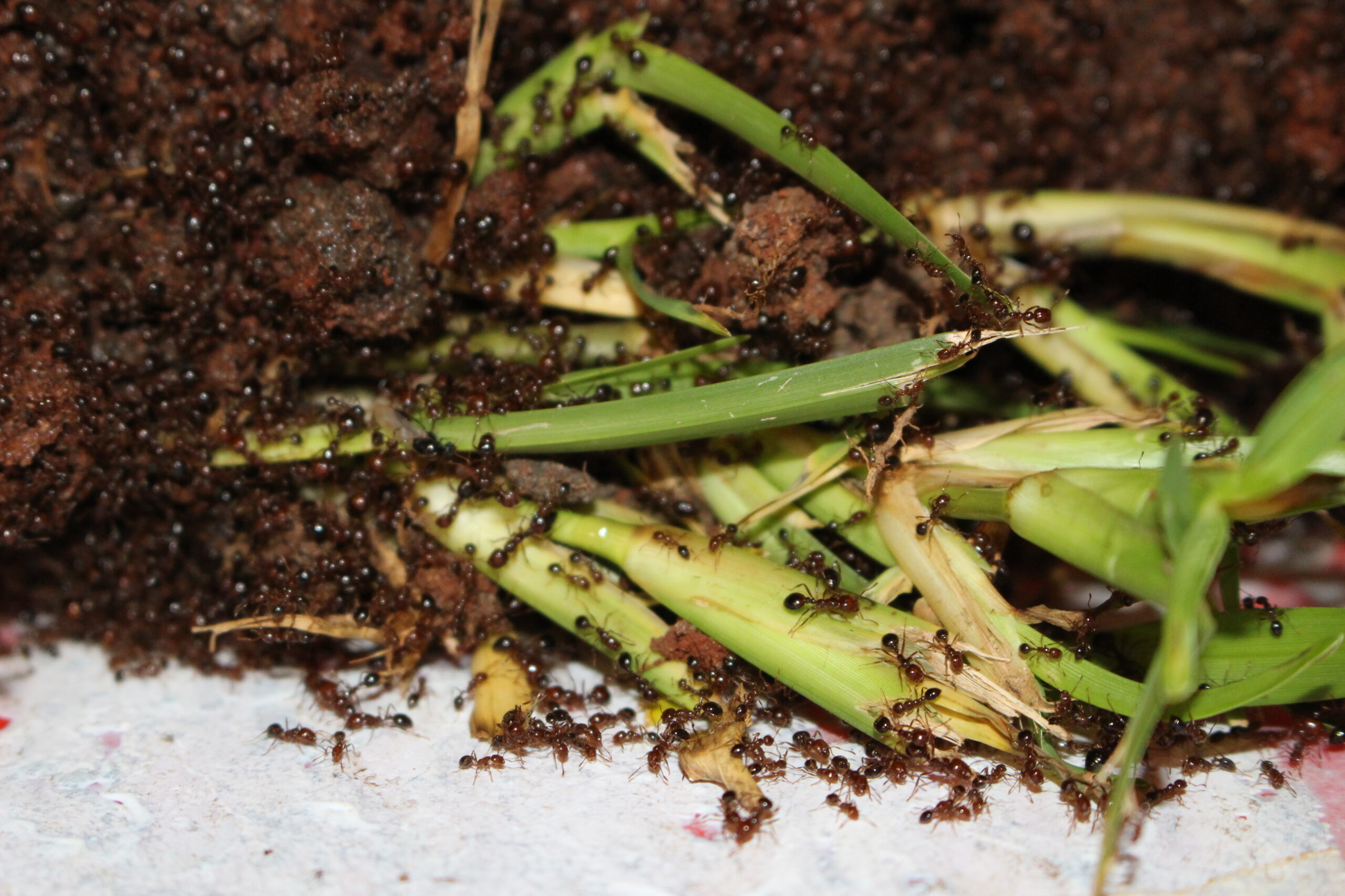 Fire ants expand their territory in Australia