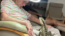 Woman sleeping with lizard on lap. | Newsreel