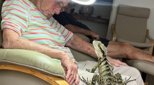 Woman sleeping with lizard on lap. | Newsreel