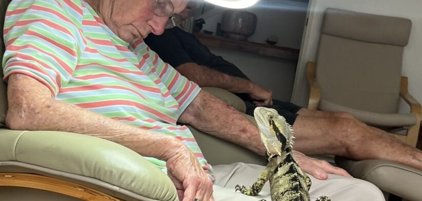 Woman sleeping with lizard on lap. | Newsreel