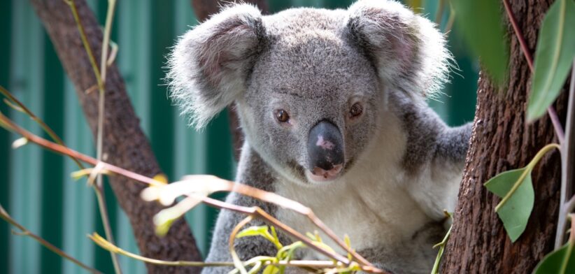 Koala | Newsreel