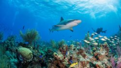 Shark swimming over reef. | Newsreel