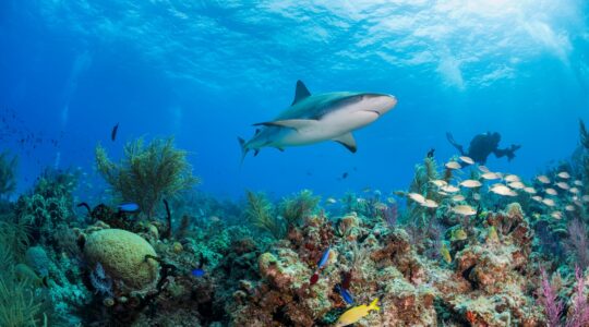 Shark swimming over reef. | Newsreel