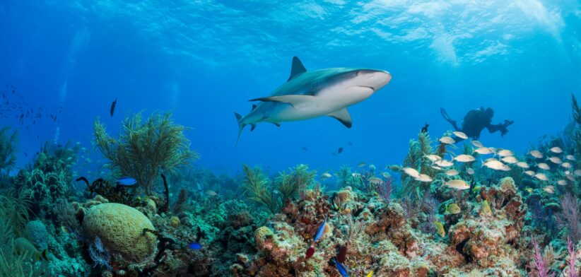 Shark swimming over reef. | Newsreel