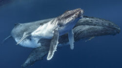 Mother and calf humpback whales. | Newsreel