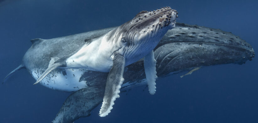 Mother and calf humpback whales. | Newsreel