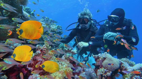 Divers on a reef. | Newsreel