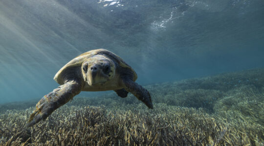 Loggerhead turtles. | Newsreel