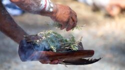 Aborigine with plant at smoking ceremony. | Newsreel