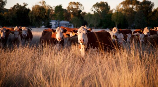 Cattle grazing | Newsreel