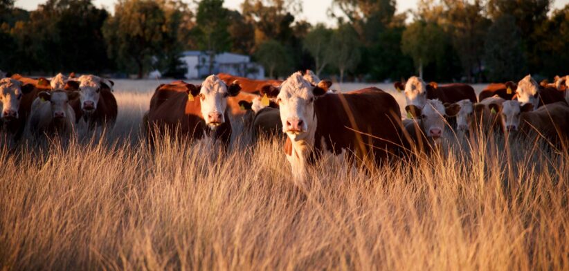 Cattle grazing | Newsreel