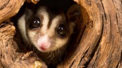 small possum-like marsupial | Newsreel