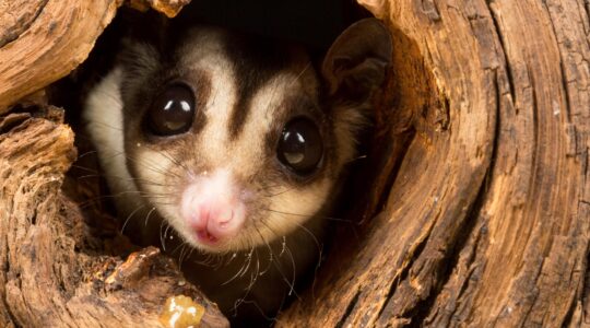 small possum-like marsupial | Newsreel