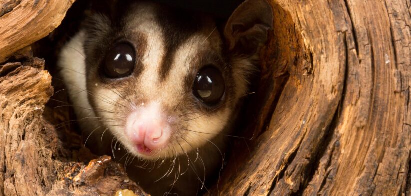 small possum-like marsupial | Newsreel