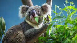 Koala chewing gum leaf. | Newsreel