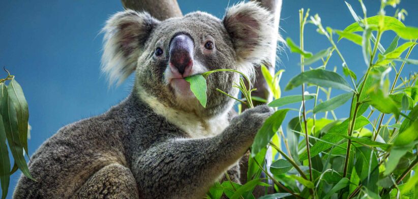 Koala chewing gum leaf. | Newsreel
