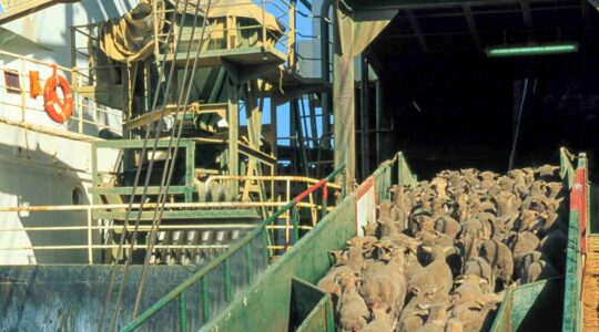 Sheep being loaded on a ship for live export. | Newsreel