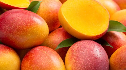 Mangoes. | Newsreel