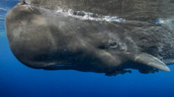 Sperm whales use complex language