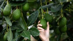 Person picking an avocado. | Newsreel