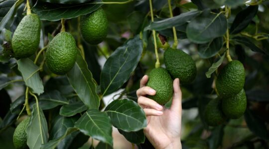 Person picking an avocado. | Newsreel