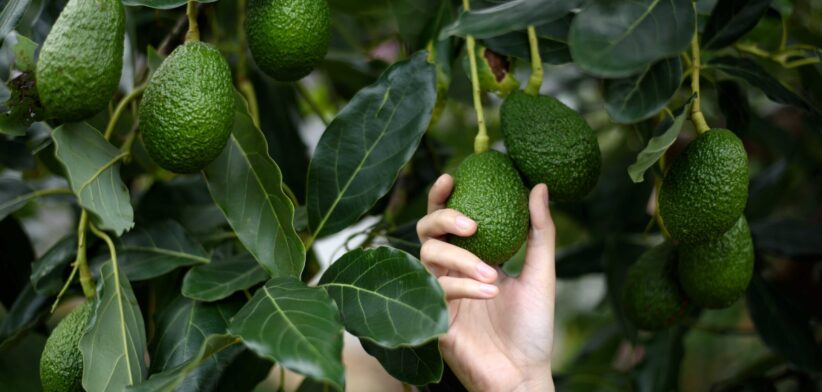 Person picking an avocado. | Newsreel