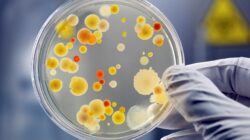 Bacteria in Petrie dish. | Newsreel