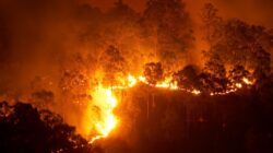 Bushfire. | Newsreel