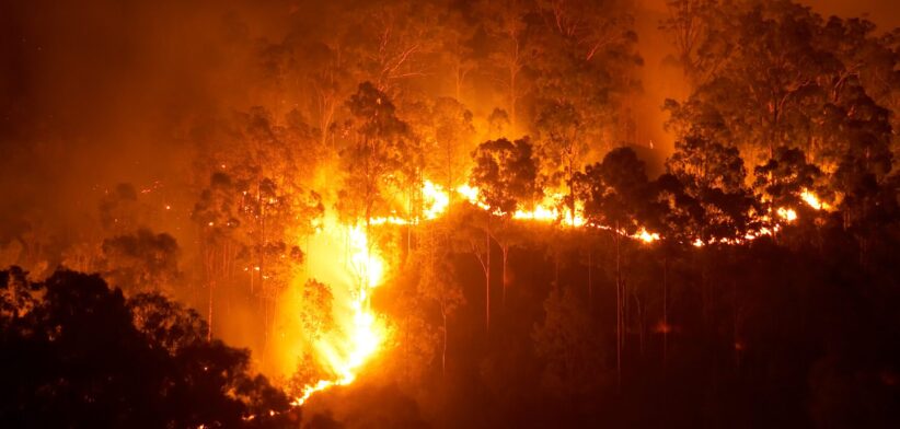 Bushfire. | Newsreel