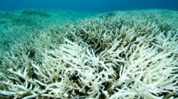 Coral bleaching. | Newsreel