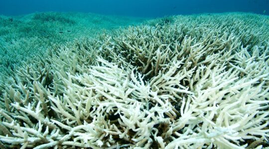 Coral bleaching. | Newsreel