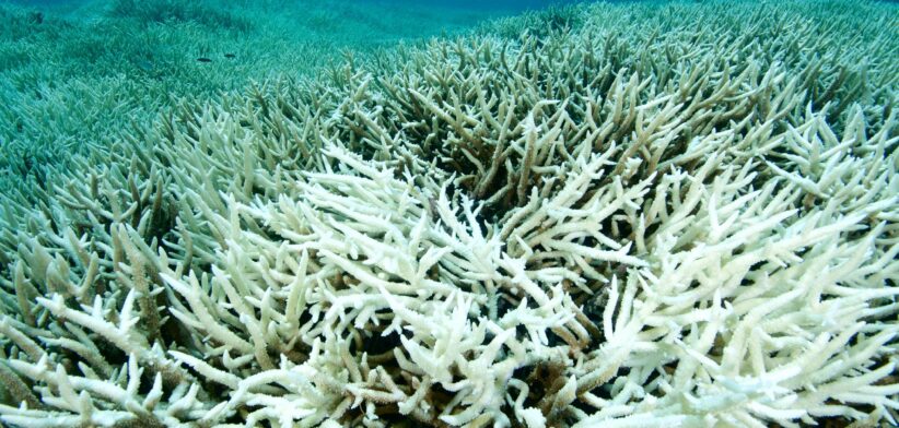 Coral bleaching. | Newsreel