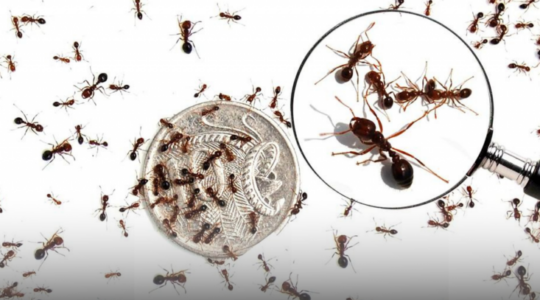 Fire ants and magnifying glass. | Newsreel